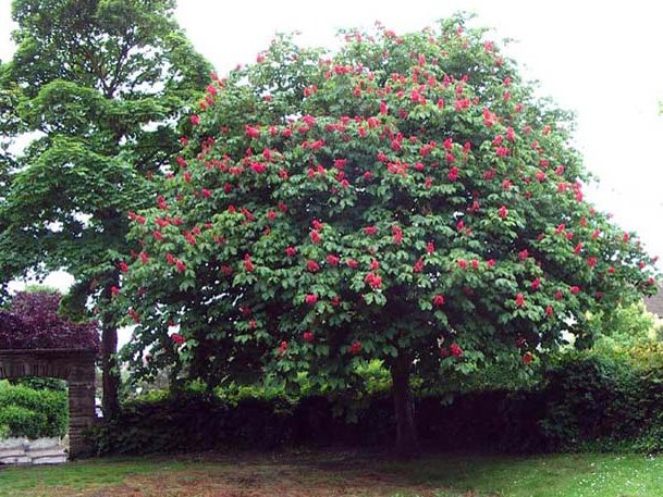 Eco Horticultura - Servicii amenajari spatii verzi